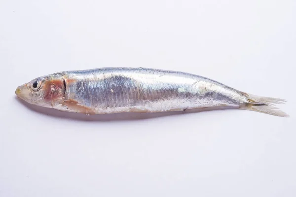 Sardinas aisladas en blanco . — Foto de Stock