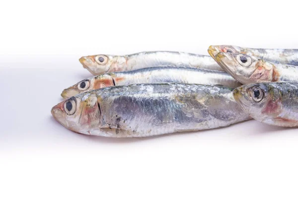 孤立的白色背景上的新鲜原料沙丁鱼 — 图库照片