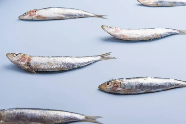 Сардинские рыбы в ряд на голубом мокром фоне — стоковое фото