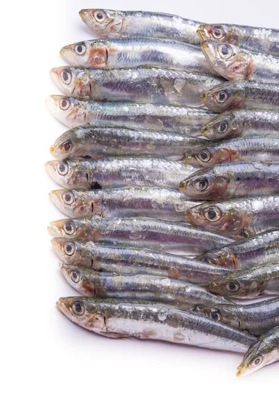 Fresh raw sardines isolated on white background Stock Image