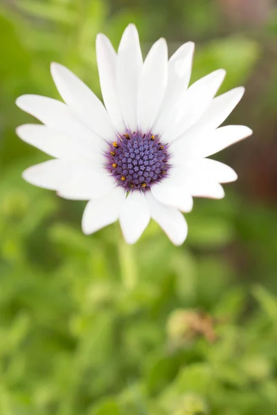 Flower with bokeh — Stock Photo, Image