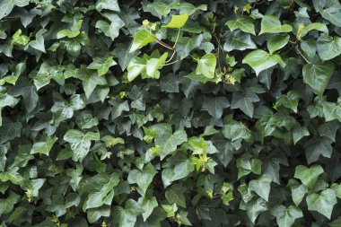 Yeşil Yapraklar duvar arkaplanı