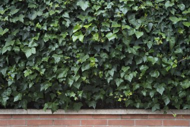 Yeşil Yapraklar duvar arkaplanı