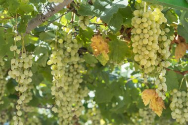  Üzüm yeşili ekolojik