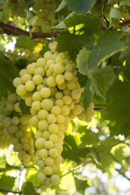  Üzüm yeşili ekolojik