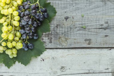  Üzüm yeşili ekolojik