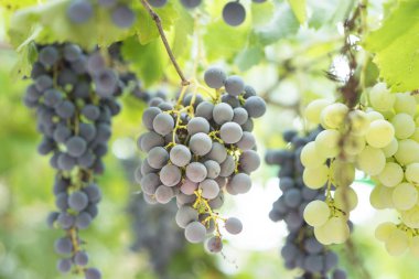  Üzüm yeşili ekolojik