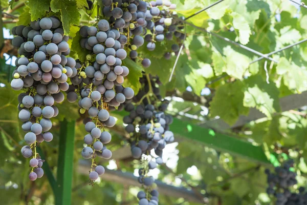 Weinpflanze bio — Stockfoto