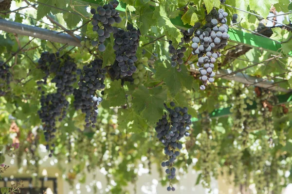 Bioenergi från vinanläggningar — Stockfoto