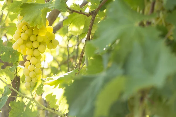 Uva verde ecologico — Foto Stock