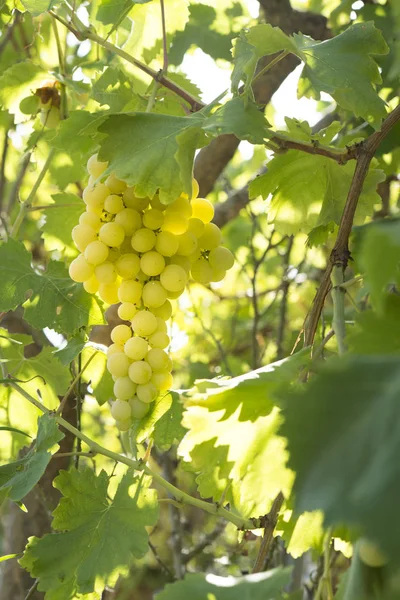 Ecologische druiven — Stockfoto