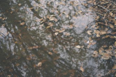 Arka plan grubu sonbahar portakal yaprakları. Outdoo