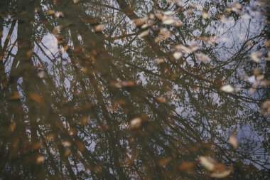 Arka plan grubu sonbahar portakal yaprakları. Outdoo