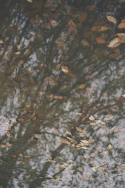 Arka plan grubu sonbahar portakal yaprakları. Outdoo