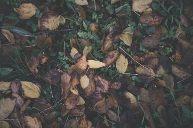 Arka plan grubu sonbahar portakal yaprakları. Outdoo