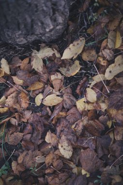 Arka plan grubu sonbahar portakal yaprakları. Outdoo