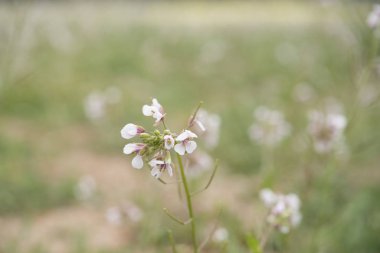Açık yeşil üzerinde rüya gibi karahindiba makrosu