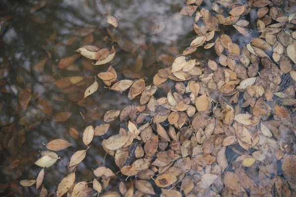 Background group autumn orange leaves. Outdoo — Stock Photo, Image