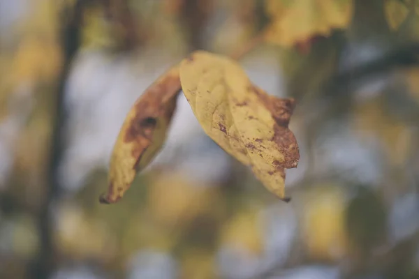 Фоновая группа осенние оранжевые листья. Outdoo — стоковое фото