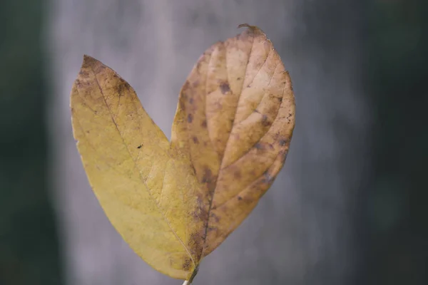 Осенний лист с сердцем — стоковое фото