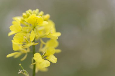 sarı çiçek çiçek bahar zaman, doğal arka plan
