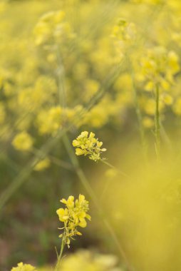 sarı çiçek çiçek bahar zaman, doğal arka plan