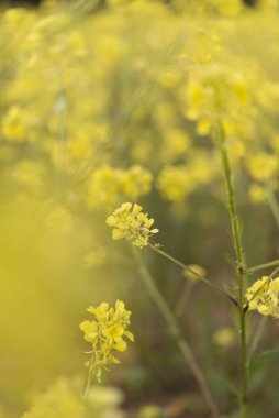 sarı çiçek çiçek bahar zaman, doğal arka plan
