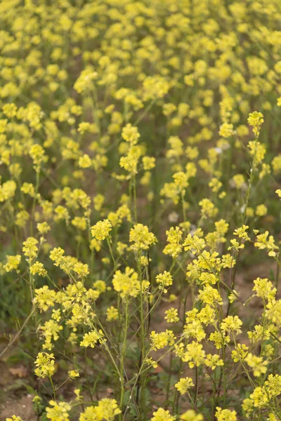 Gula blommor blommande i vår tid, naturliga bakgrund — Stockfoto