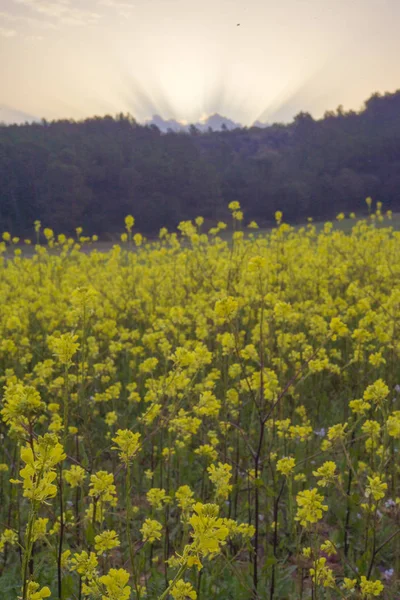 Gula blommor blommande i vår tid, naturliga bakgrund — Stockfoto