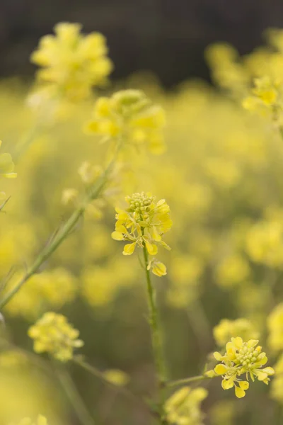 Gula blommor blommande i vår tid, naturliga bakgrund — Stockfoto