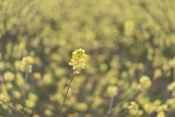 Gula blommor blommande i vår tid, naturliga bakgrund — Stockfoto