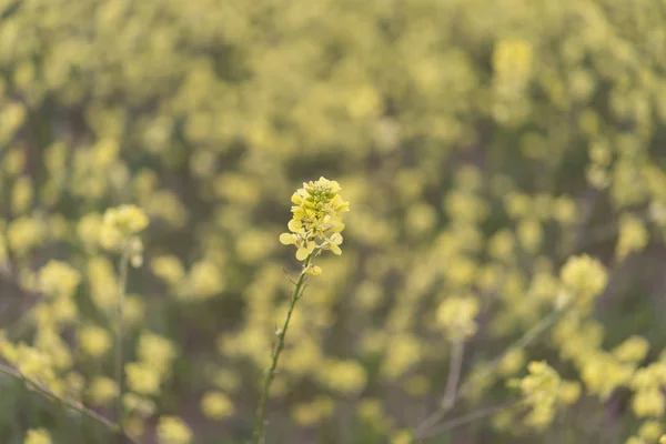 Желтые цветы цветут в весеннее время, естественный фон — стоковое фото