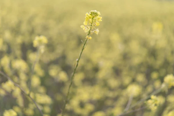 Gula blommor blommande i vår tid, naturliga bakgrund — Stockfoto