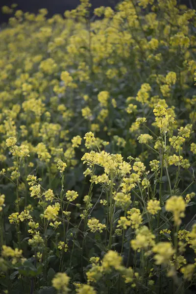 Flores amarillas floreciendo en primavera, fondo natural —  Fotos de Stock