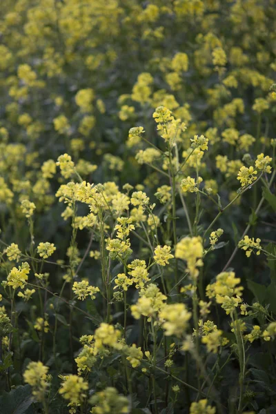 Gula blommor blommande i vår tid, naturliga bakgrund — Stockfoto