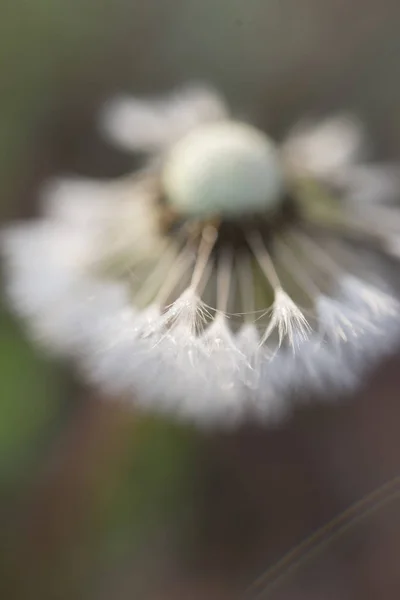 Sonhador dandelion macro em verde claro — Fotografia de Stock
