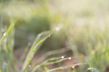 Yeşil çimenlerin üzerindeki çiy damlaları