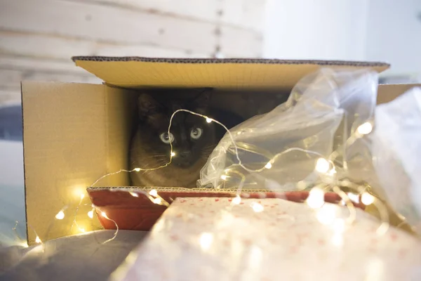 Kot wewnątrz pudełko świąteczne prezent ze światłami — Zdjęcie stockowe