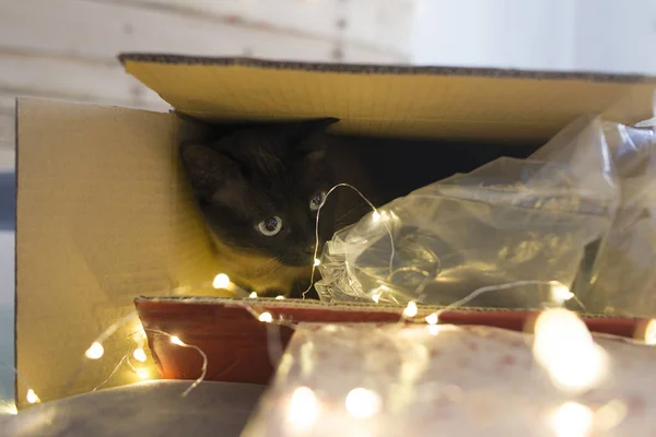 Kot w pudełku na Boże Narodzenie — Zdjęcie stockowe