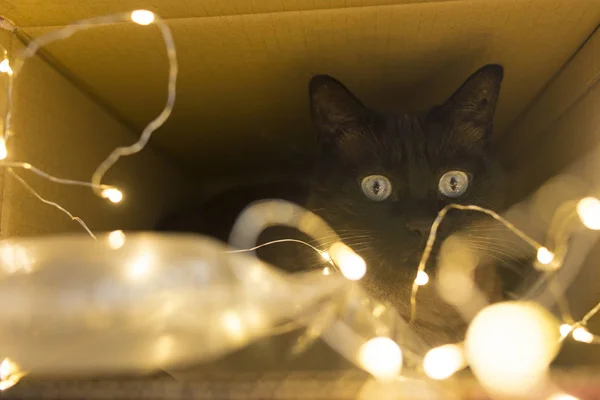 Kočka s lehkým vánočním časem — Stock fotografie