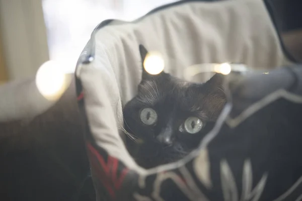 Relax kočka s domovem — Stock fotografie