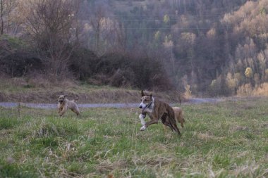 Tipik yemek tabağı.