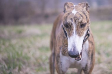 Tipik yemek tabağı.