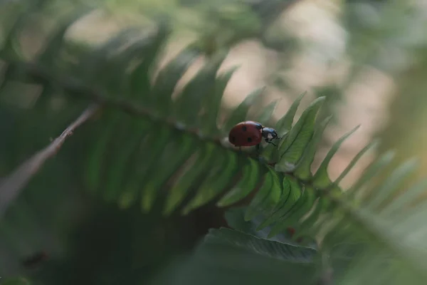 Mariquita en una flor dejando a su joven —  Fotos de Stock