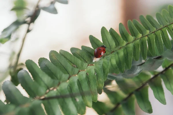 Kumbang pada bunga meninggalkan muda nya — Stok Foto