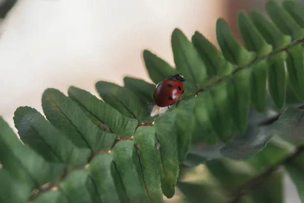 Mariquita en una flor dejando a su joven — Foto de Stock