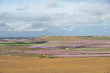 Bahar çiçeğindeki meyve bahçesi