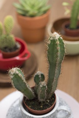 çömlek ve kaktüs.