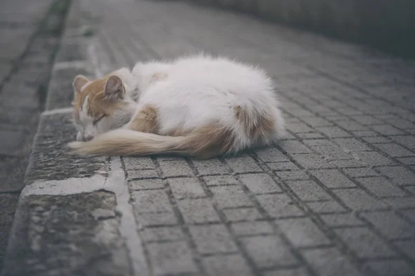 Tajski kot, biały kot patrząc, kot patrząc, ładny kot, duży kot, — Zdjęcie stockowe