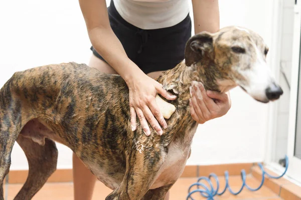 Mulher ensaboando o cão ação real — Fotografia de Stock